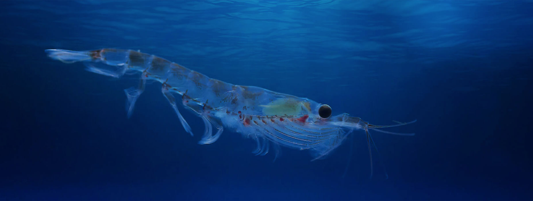 Antarctic Krill