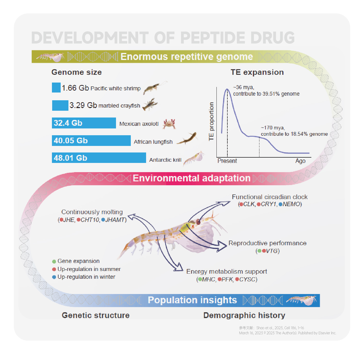 Polypeptide Drug Development