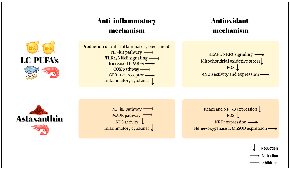 Literature Review - Comparative Analysis of the Antioxidant and Anti-Inflammatory Effects of Krill Oil vs Fish Oil