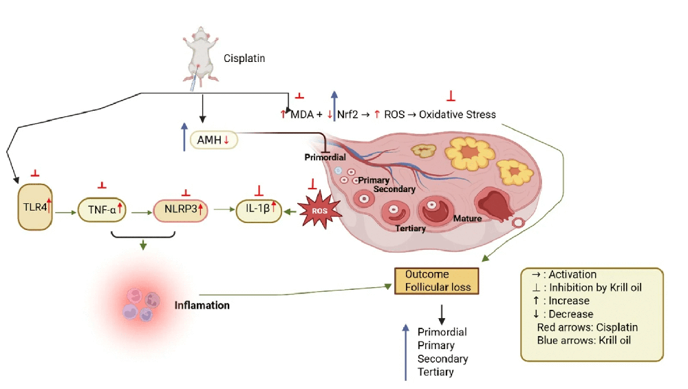 Literature Review - Krill Oil Attenuates Cisplatin-Induced Ovarian Toxicity by Mitigating Oxidative Stress and Inflammatory Pathways